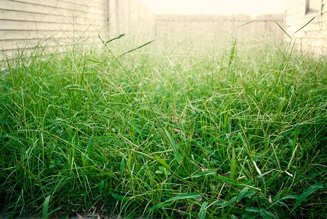 Lawn Care Juggernaut Overgrown Grass Bg