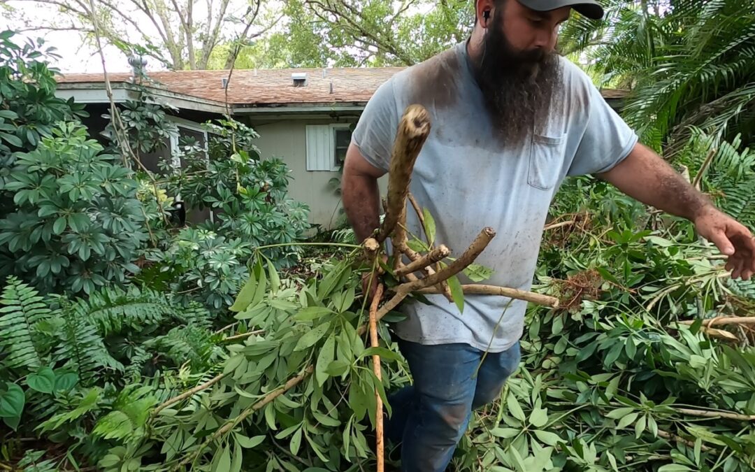 That Free Lawn Care Guy